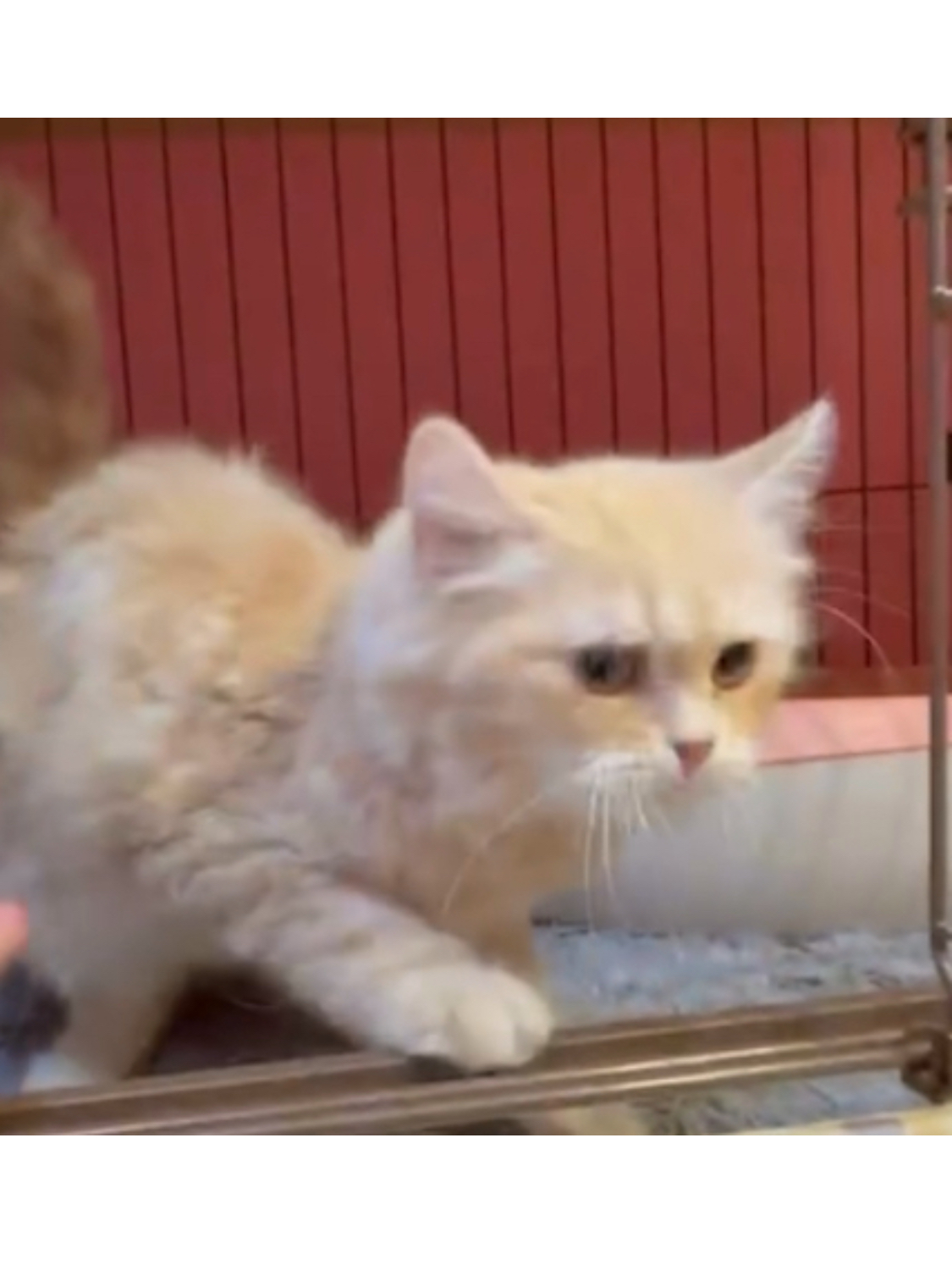 人懐っこくて性格も可愛いサイベリアンくん