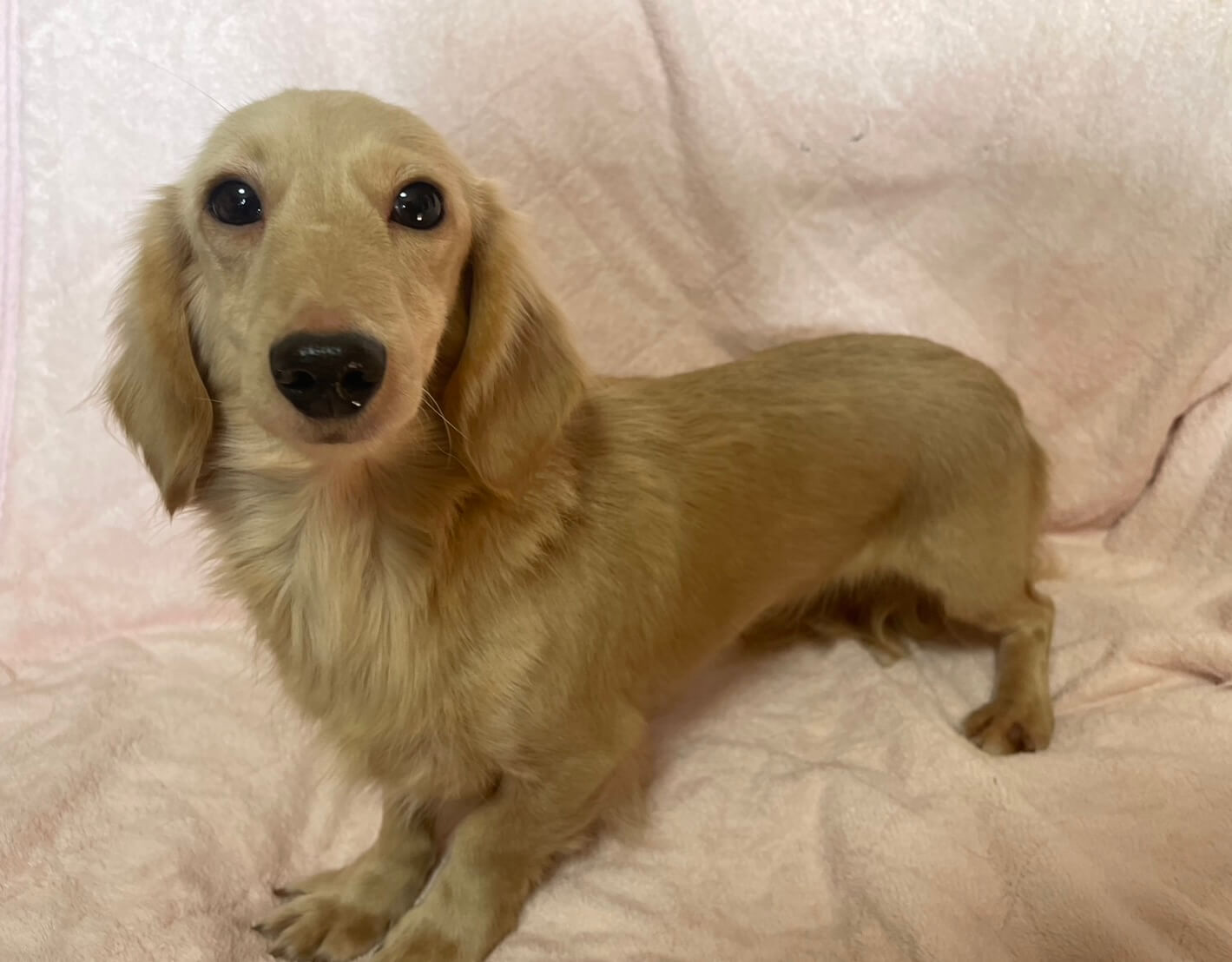 ダックスフンド女の子あずきちゃん❤️