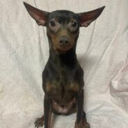 ミニピン女の子ベルちゃん❤️