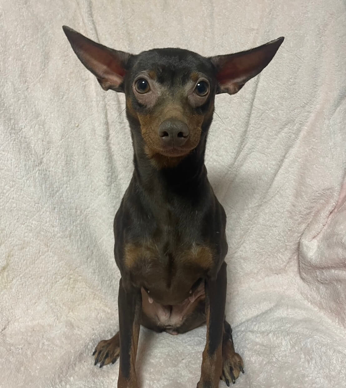 ミニピン女の子ベルちゃん❤️