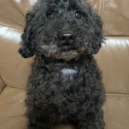トイプードル男の子モンモンくん❤️
