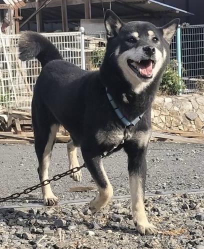 黒柴女の子ユズちゃん❤️