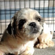 シーズー女の子ハンナちゃん❤️