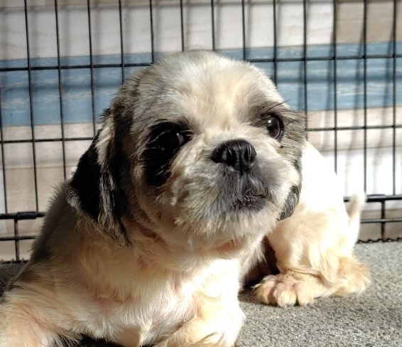 シーズー女の子ハンナちゃん❤️