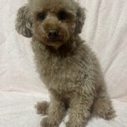 トイプードル女の子ロールちゃん❤️