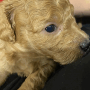 トイプードル子犬