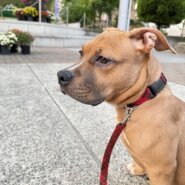 7ヶ月のピットブル