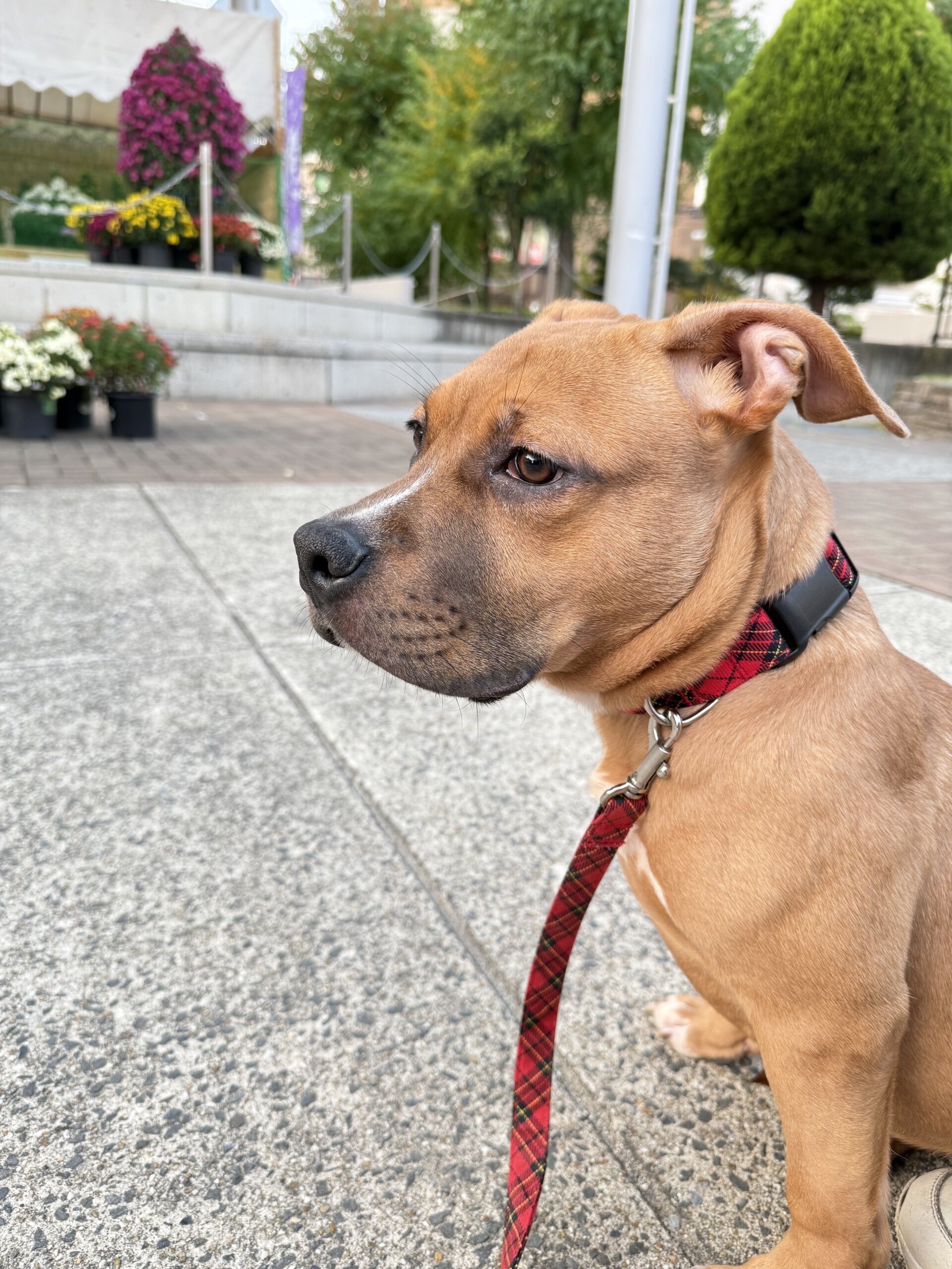 7ヶ月のピットブル