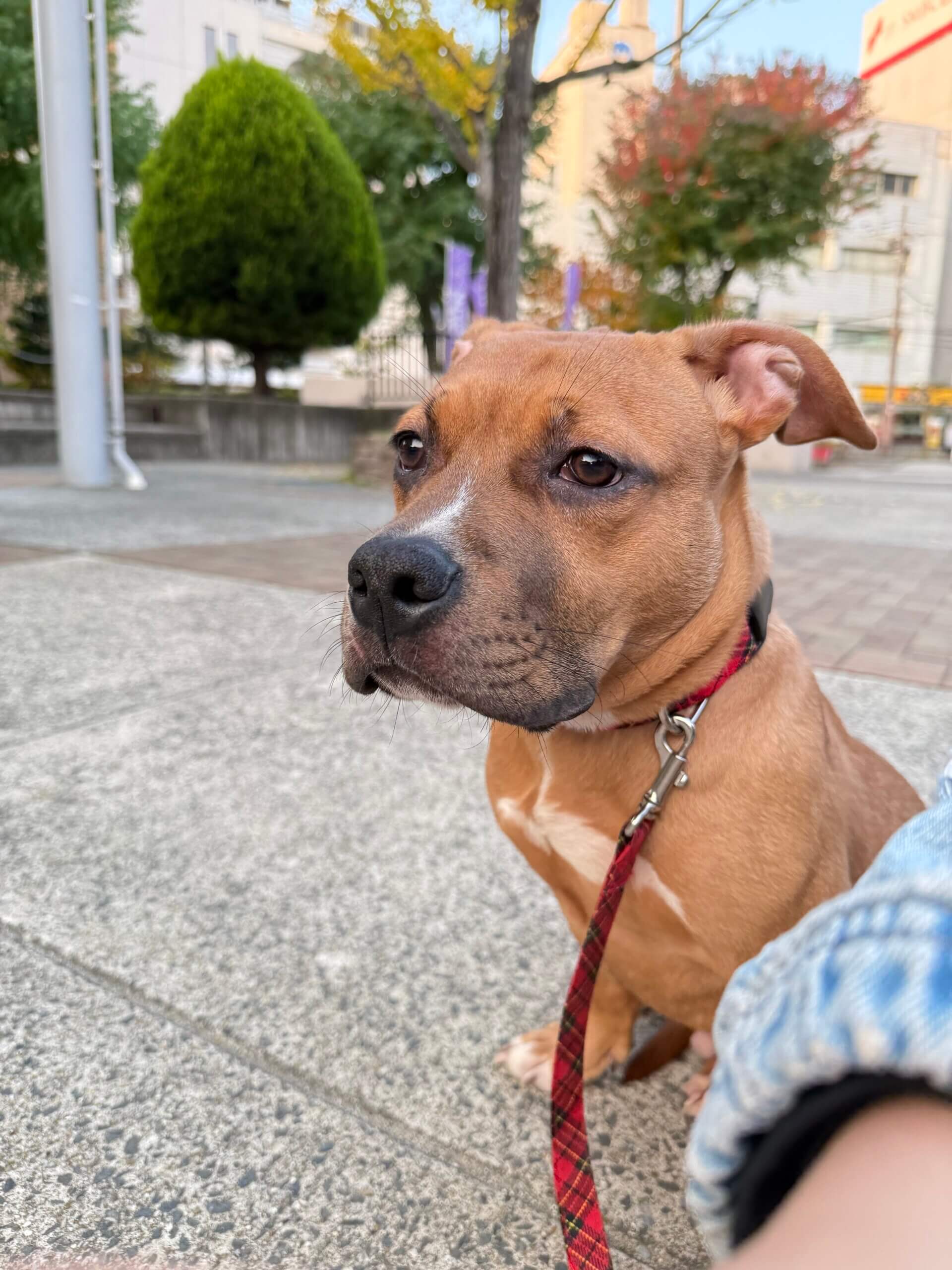 6ヶ月のピットブル