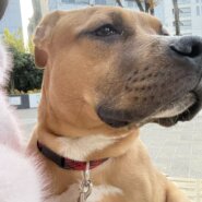 生後6ヶ月のピットブル