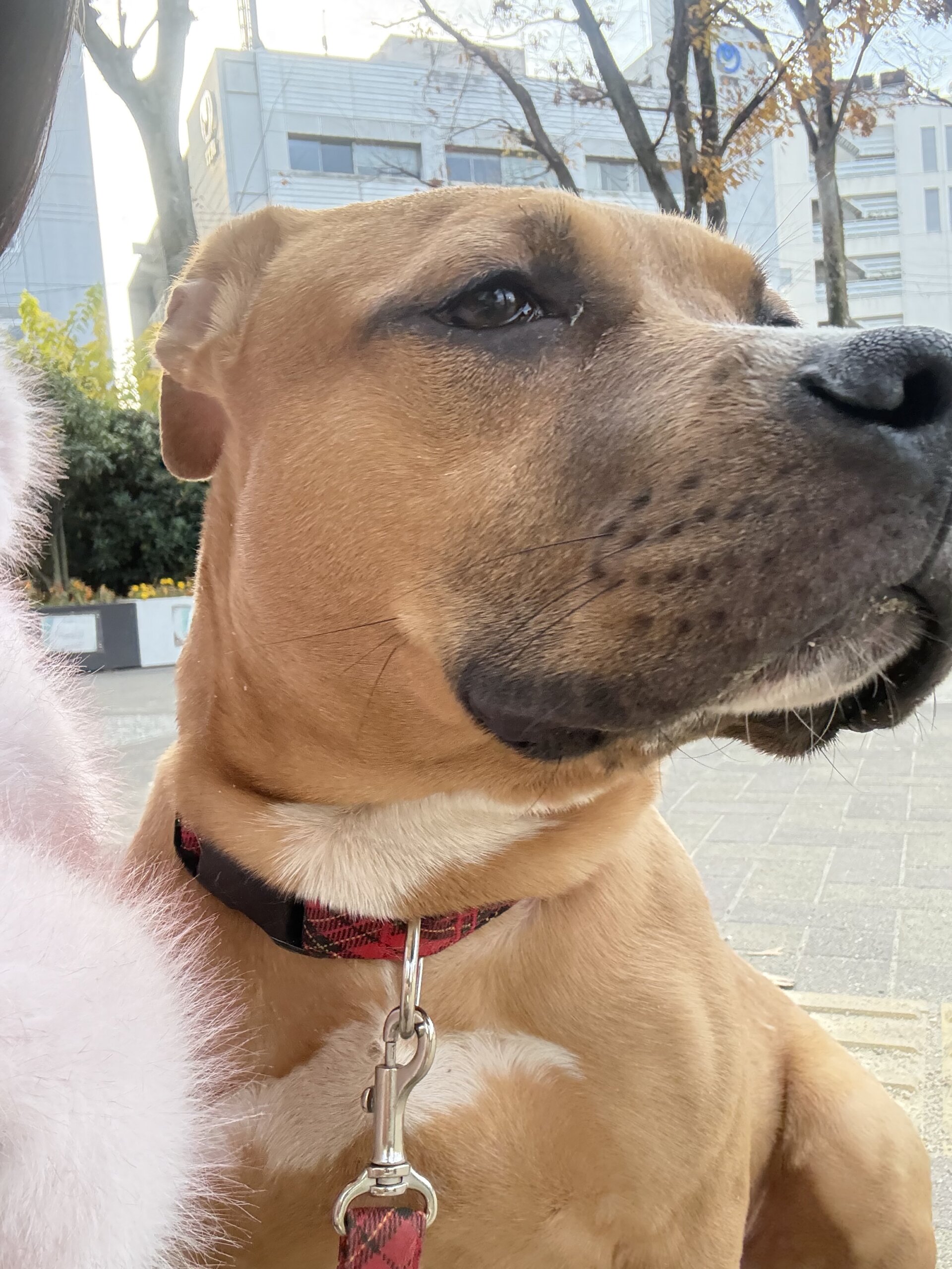 生後6ヶ月のピットブル