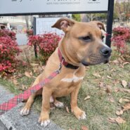 生後7ヶ月のピットブル