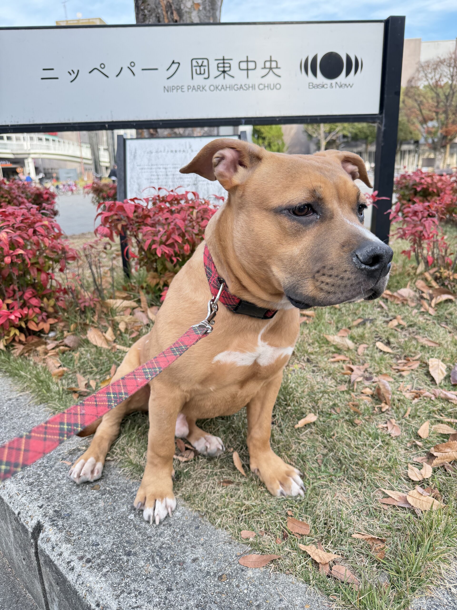 生後7ヶ月のピットブル