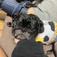 元気なパグのそらじろうくん！