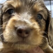 ミニチュアダックス もうすぐ2ヶ月です