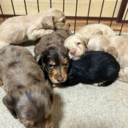 ミニチュアダックス　もうすぐ2ヶ月です