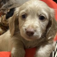 ミニチュアダックス男の子