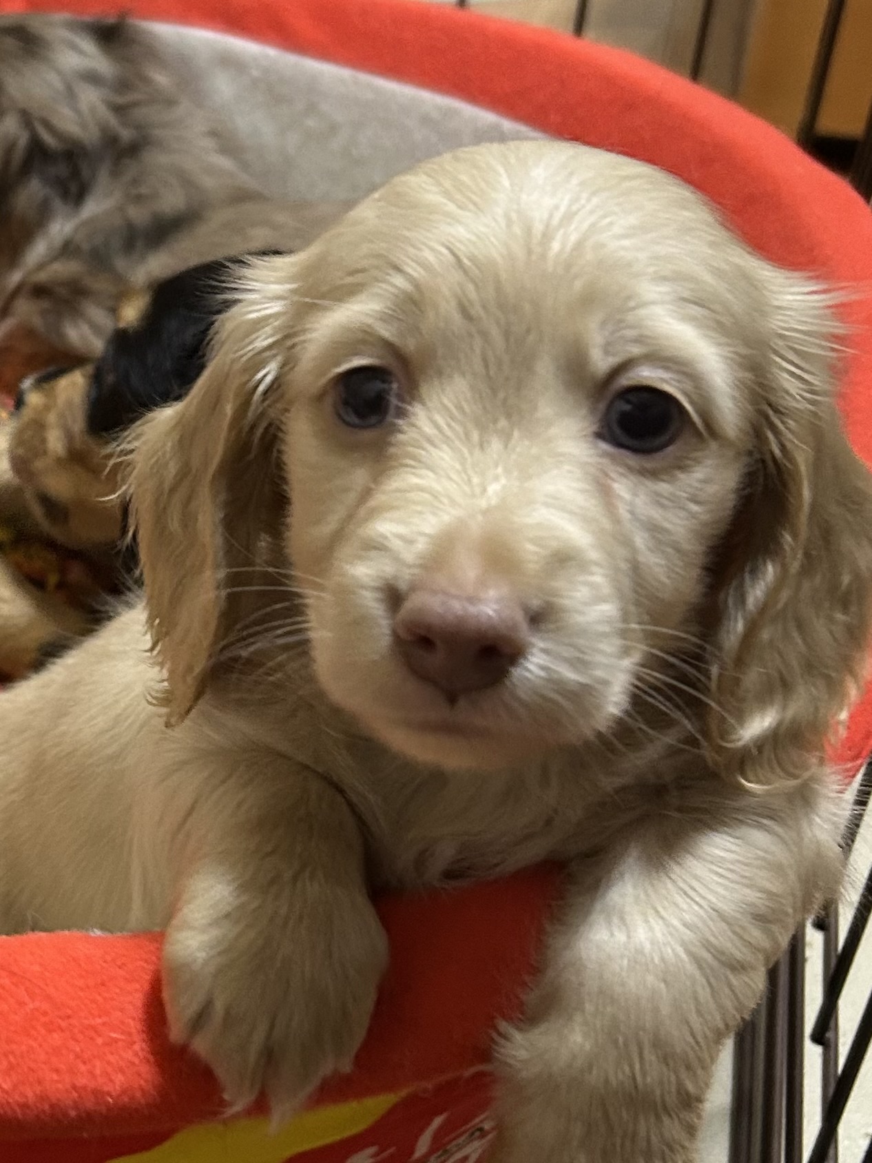 ミニチュアダックス男の子