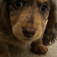 ミニチュアダックス　生後2ヶ月男の子