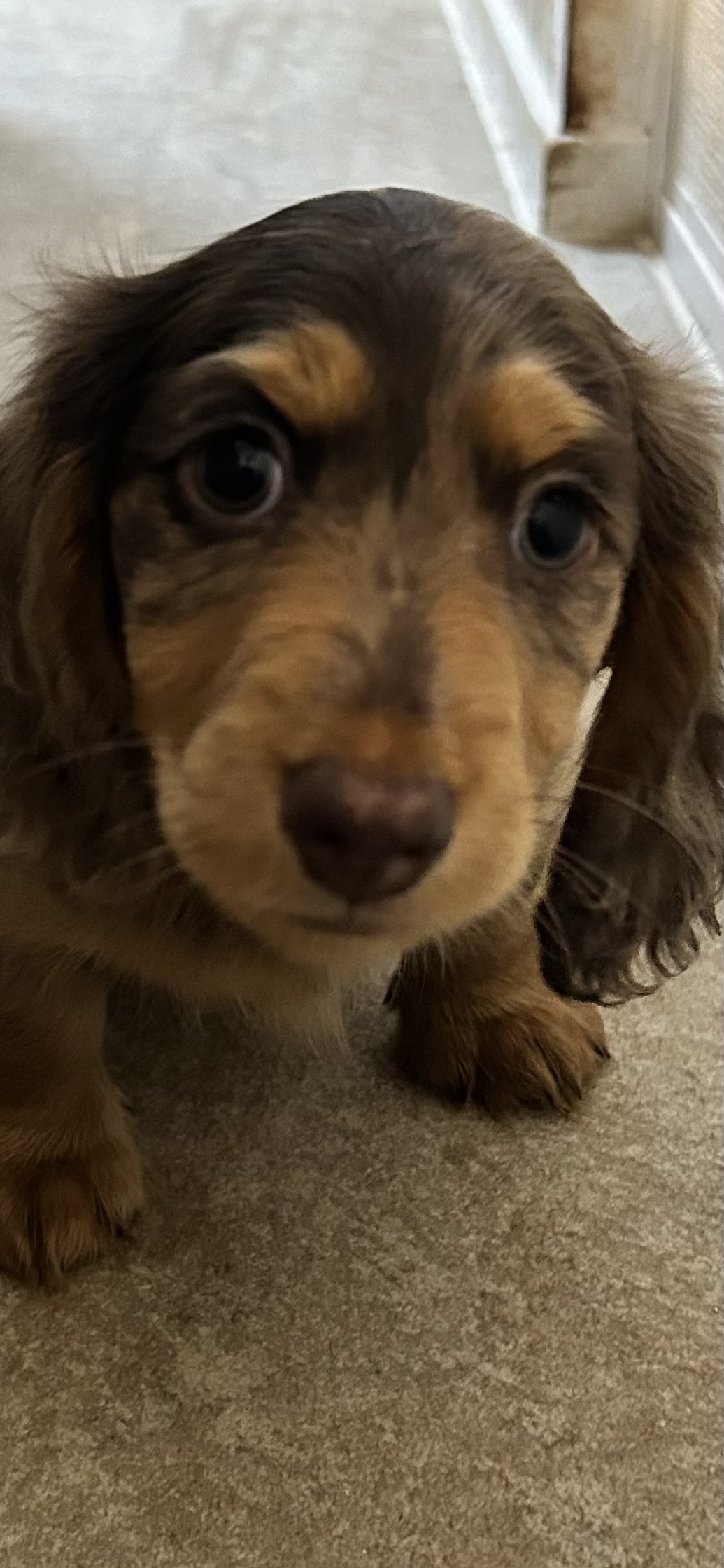 ミニチュアダックス 生後2ヶ月男の子