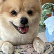 2歳半　ポメラニアンの男の子