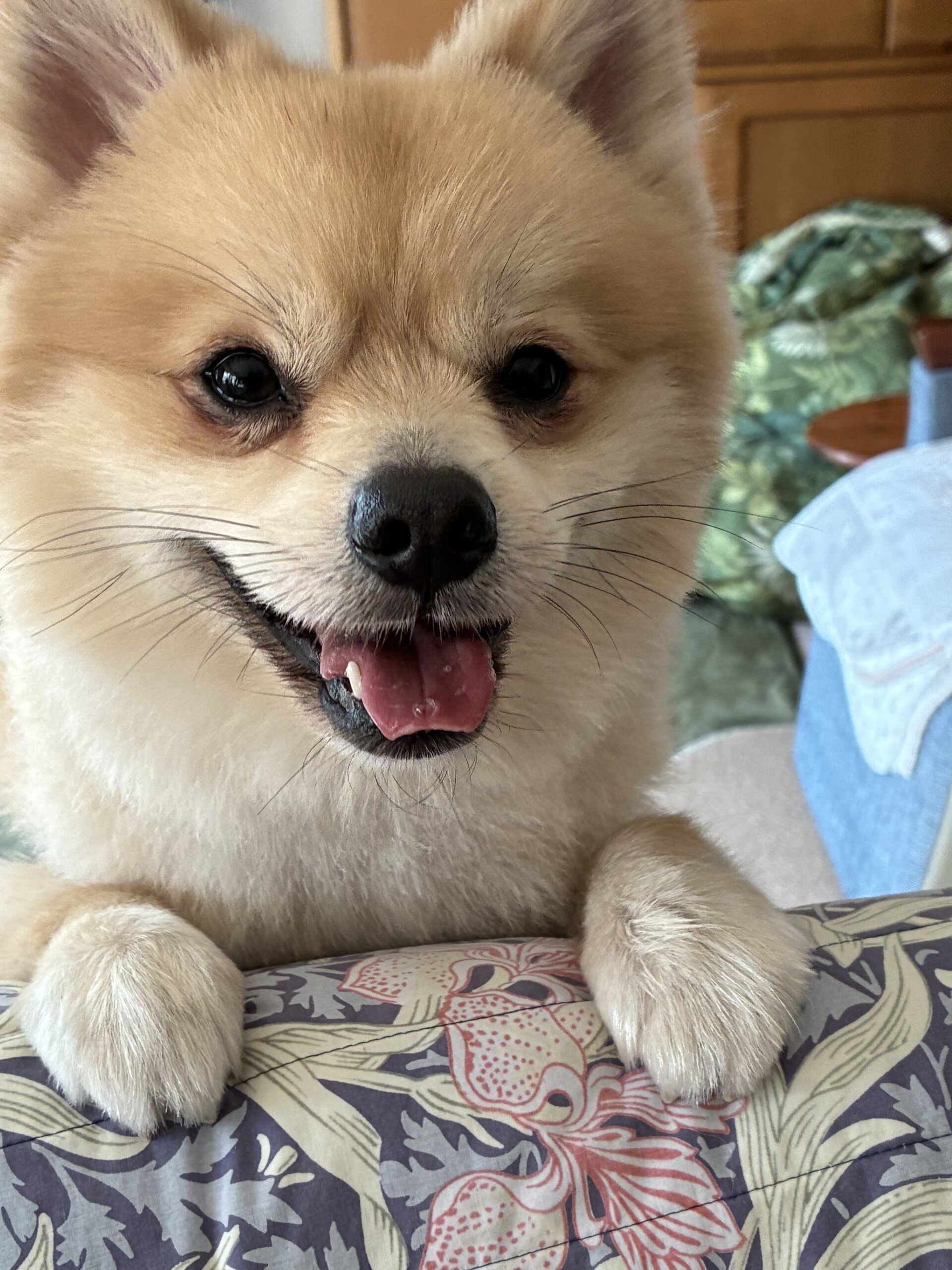 2歳半　ポメラニアンの男の子