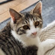 生後7ヶ月くらいの可愛い男の子