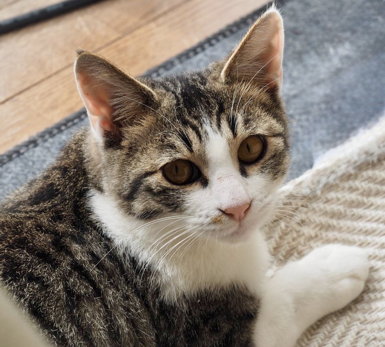 生後7ヶ月くらいの可愛い男の子