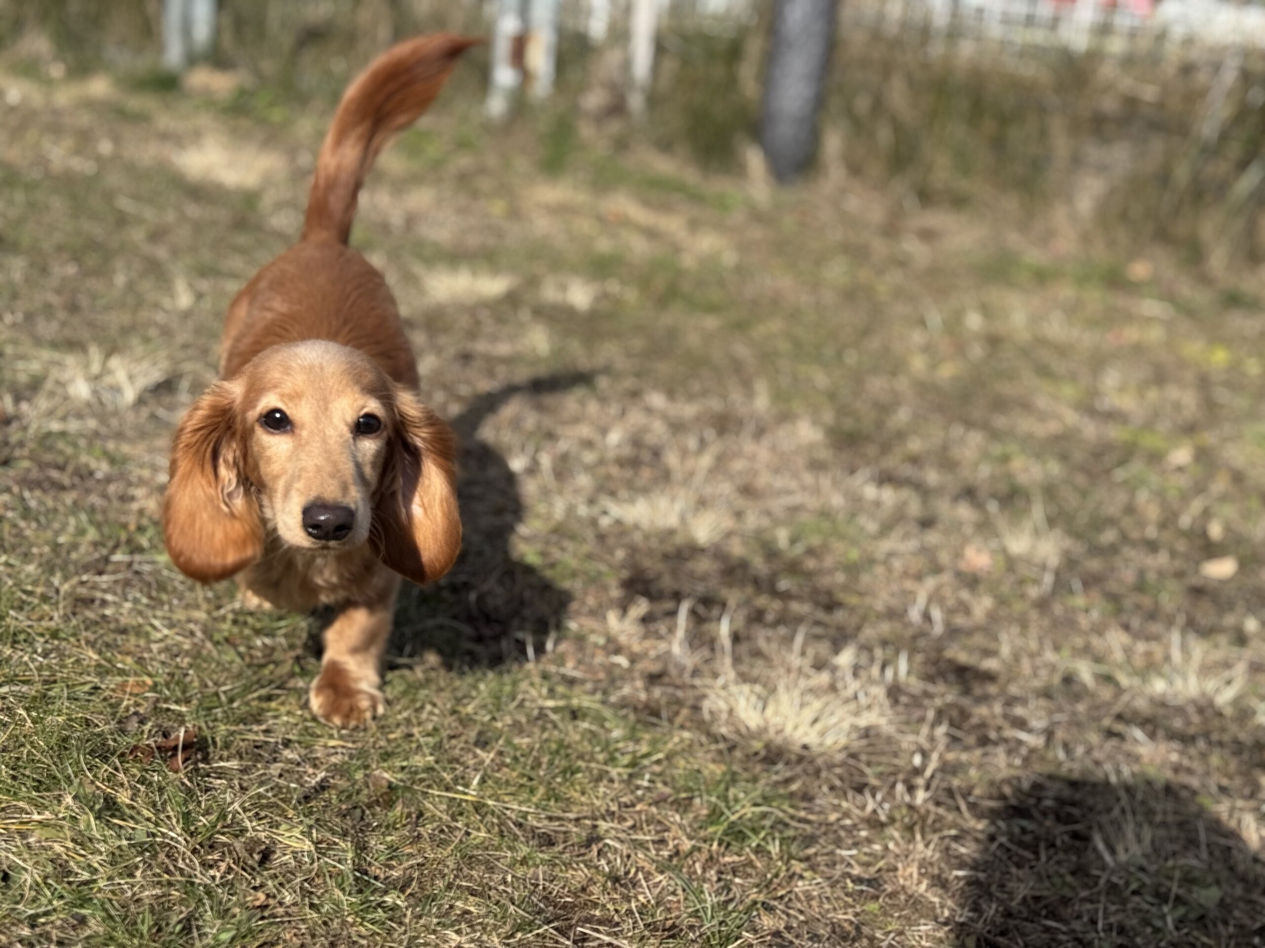 可愛くて甘えん坊なチワックスあいりちゃん
