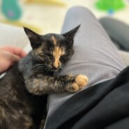 生後5ヶ月の子猫(女の子)