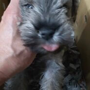 ミニチュアシュナウザー