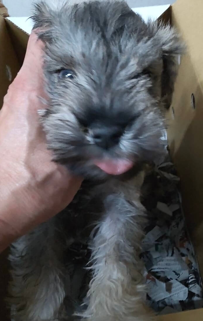 ミニチュアシュナウザー