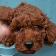 トイプードル　レッド