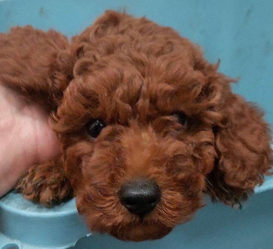 トイプードル レッド