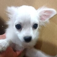 ちわぽめ　4ヶ月