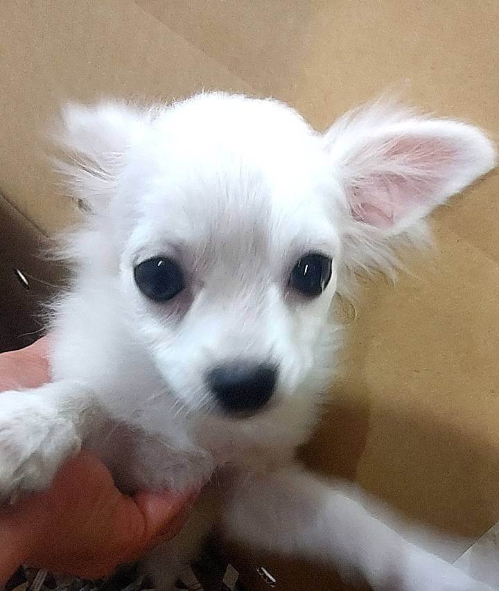 ちわぽめ　4ヶ月