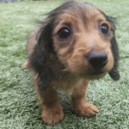 カニンヘンダックス