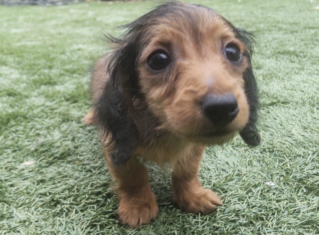 カニンヘンダックス