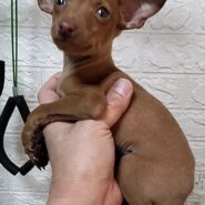 ミニチュアピンシャー