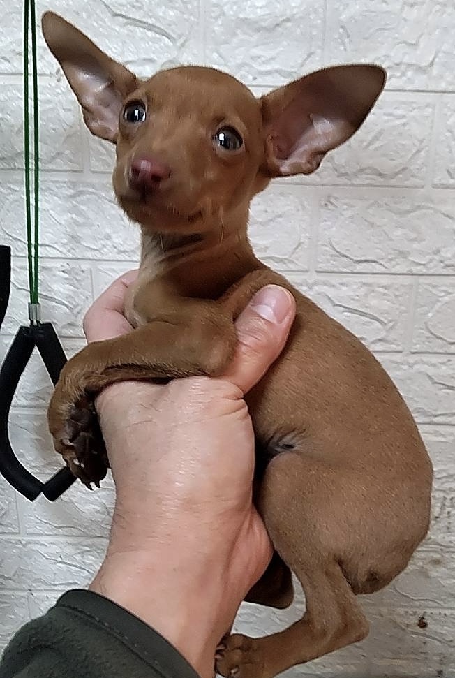 ミニチュアピンシャー