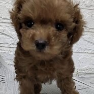 タイニープードル