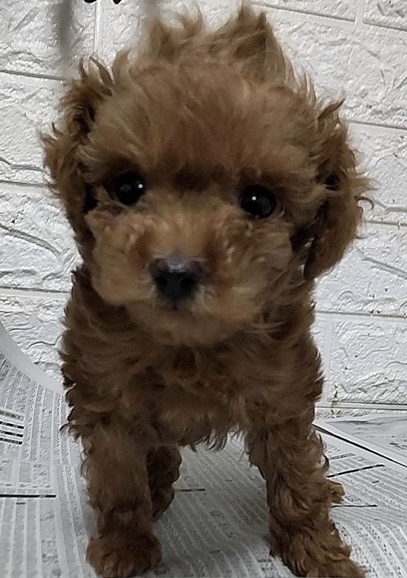 タイニープードル