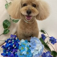 急募!トイプードル(飼い主急逝のため)