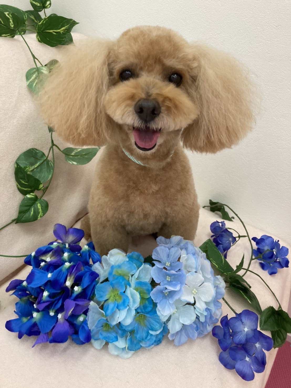 急募!トイプードル(飼い主急逝のため)