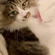 触り心地抜群！モフくん