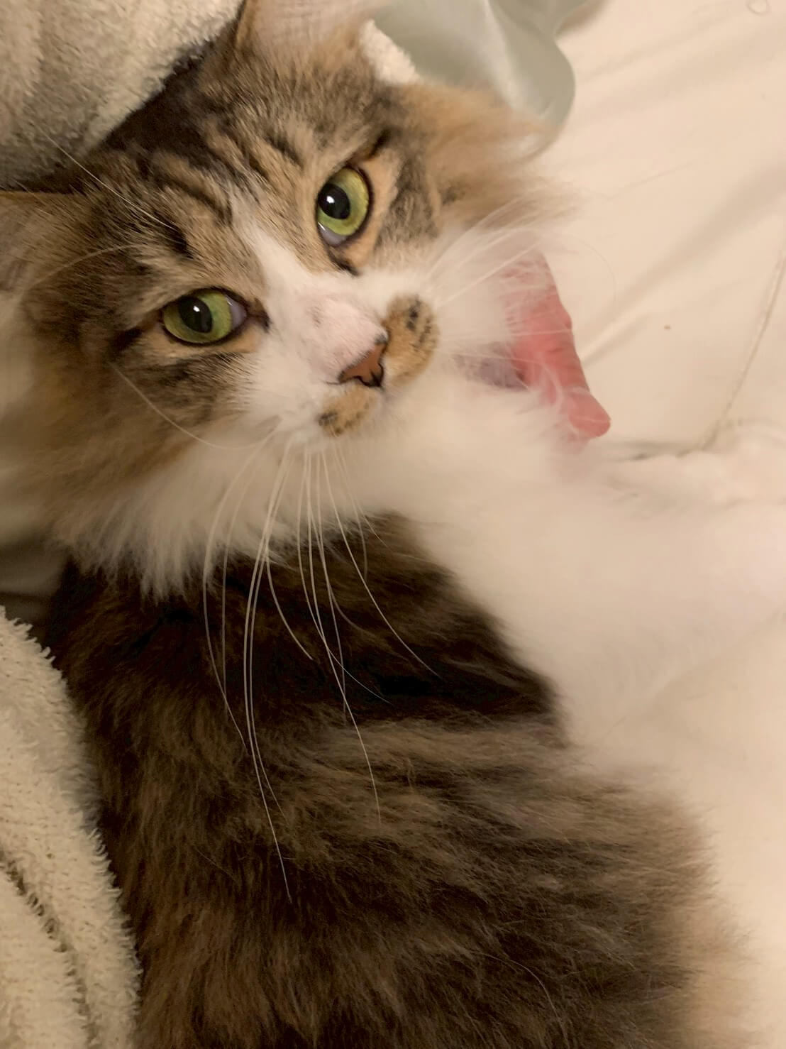 触り心地抜群!モフくん