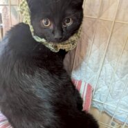 黒猫のオー太くん