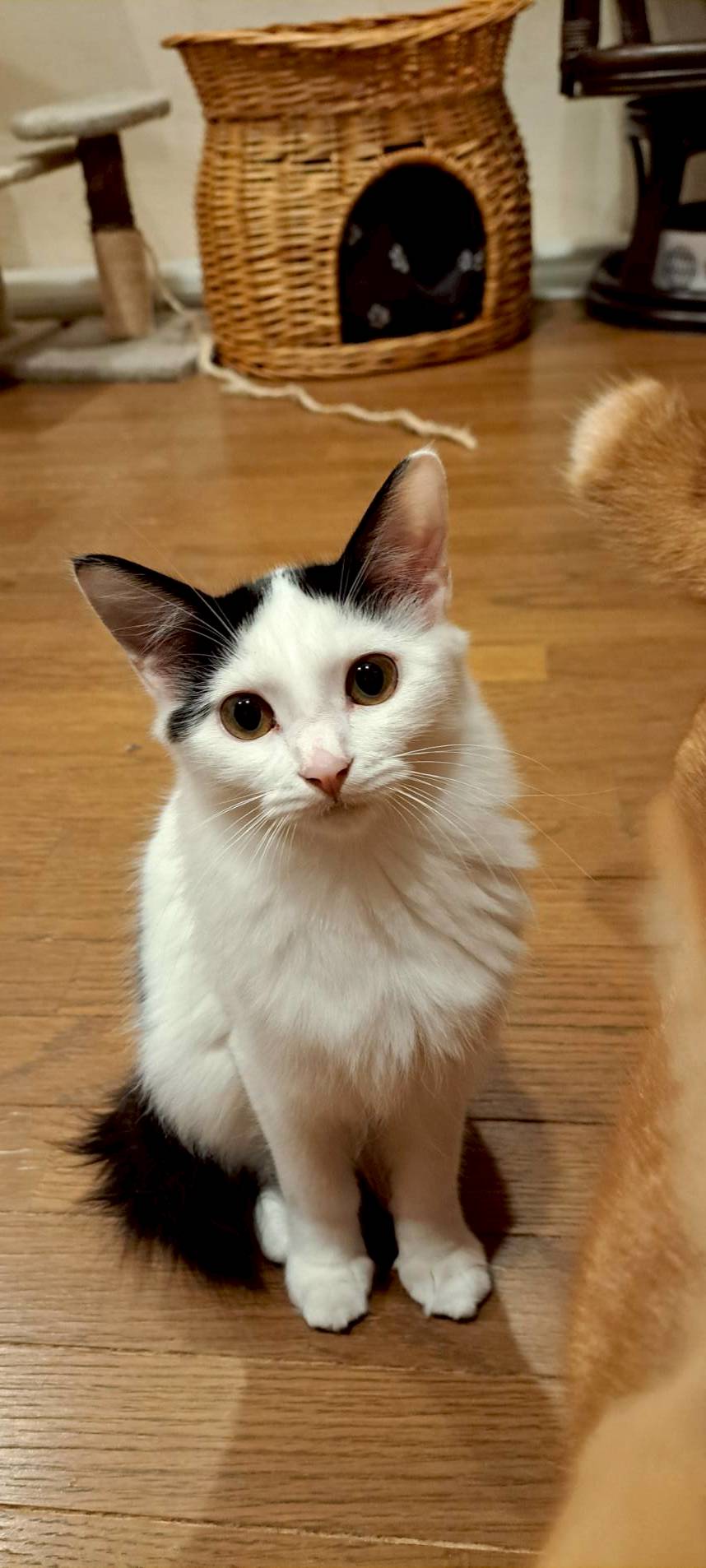 農機具小屋で生まれた ろんくん