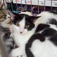 農機具小屋で生まれた てんくん