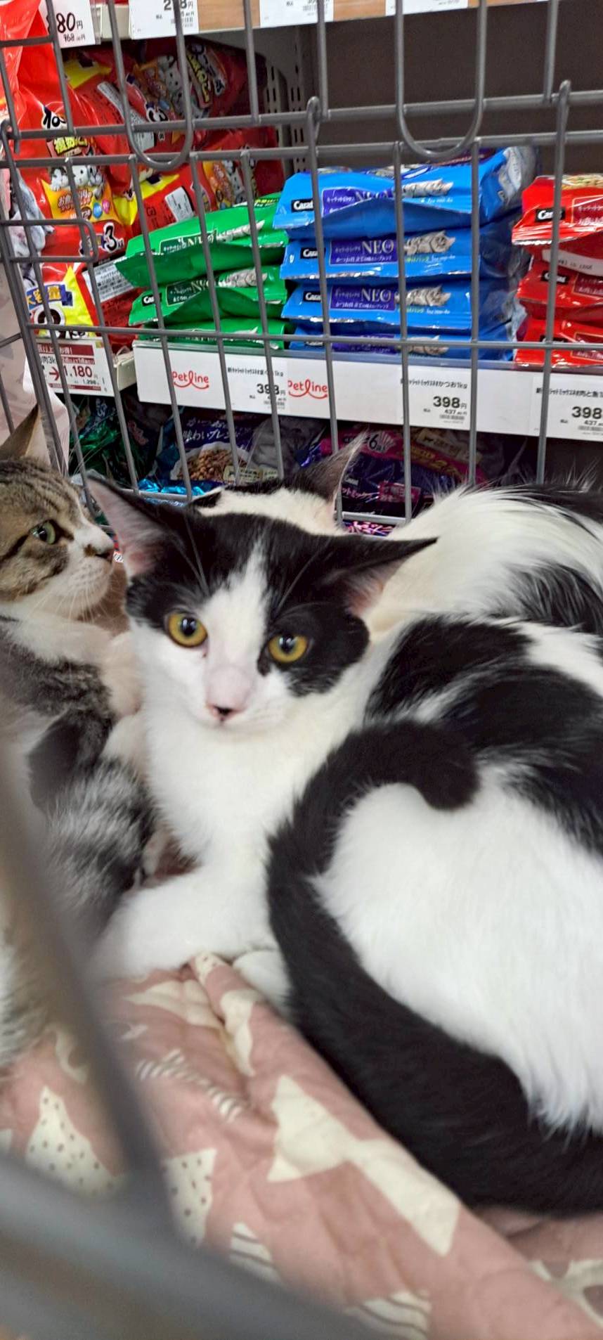 農機具小屋で生まれた てんくん